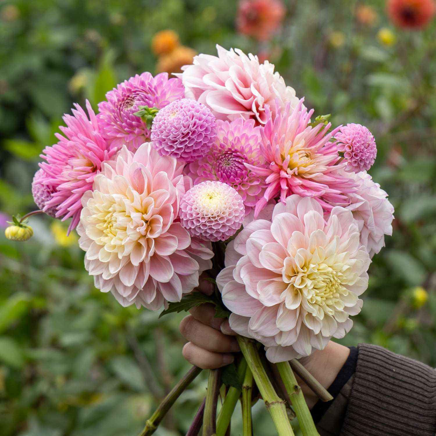 Dahliamix 'Pink Favorites'